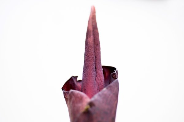 A closeup of the purplish voodoo lily blooming in Todd Carlson's office.