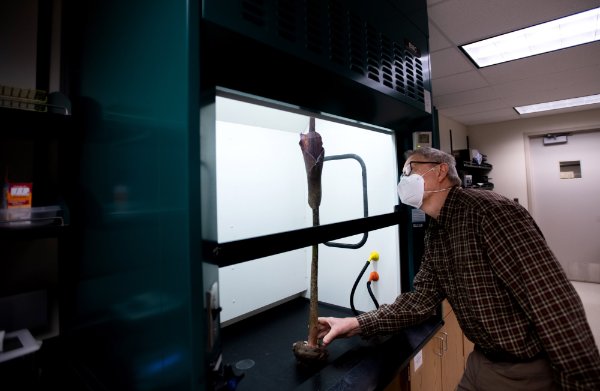 Todd Carlson, wearing a mask, places the voodoo lily under a hood in the biochemistry lab.