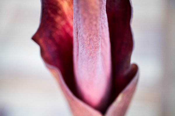  Close up image of a pink voo doo lily. 