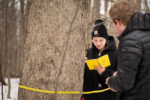 A person looks at a yellow notebook while another person measures the girth of a tree trunk in the forest. 