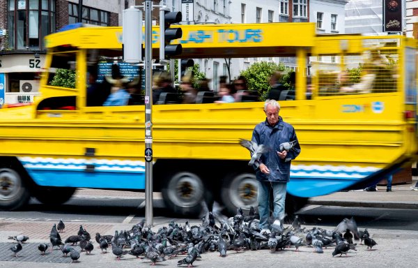  A person feeds pigeons on a city street as a bus passes behind him. 