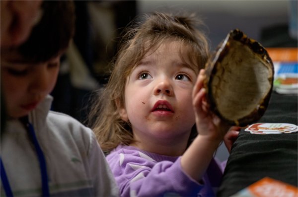 Noelle Donaldson, 2, holds a box turtle shell from the John Ball Zoo during the Groundswell Stewardship Initiative Student Project Showcase. 