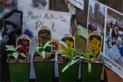 Small potted native plants sit on display during an environmental education event, with labels identifying varieties