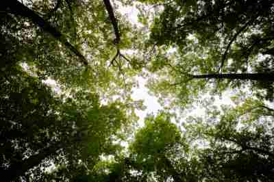 A canopy of trees shown from ground level.