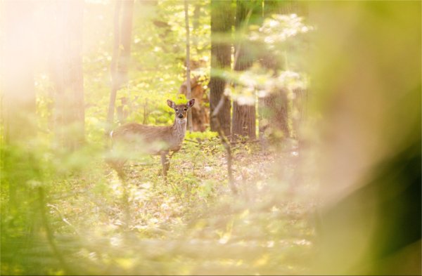 A white-tailed deer peeks its head up in the ravines. 