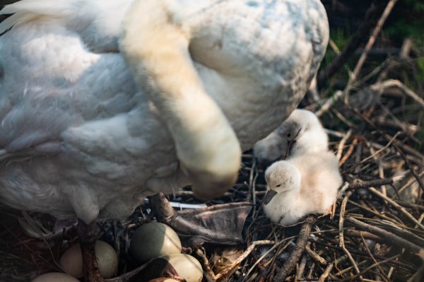 Close up photo of a cygnet with its mother swan and siblings in a nest.