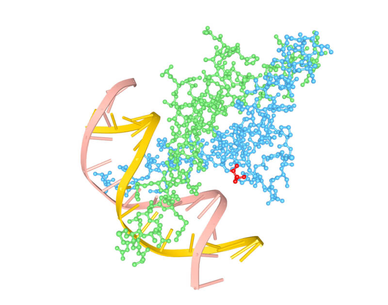 Predicted model of PM-Nato3 (blue) interacting with it's binding partner (green) on the DNA double helix.
