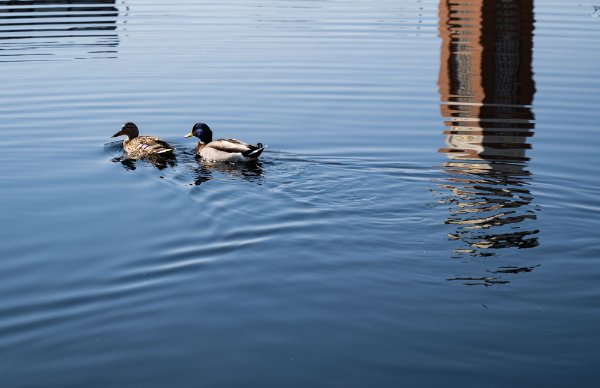  Two ducks swim in a pond with the reflection of the carillon tower in the water. 