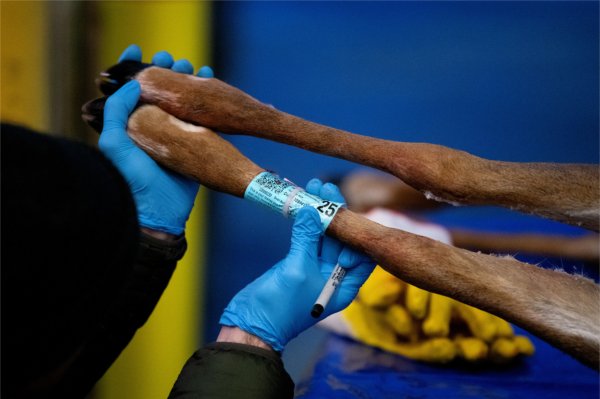 A person holds two deer legs in their blue-gloved hands. One of the legs has a blue tag on it.
