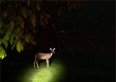 A deer stands in a yard in the dark, illuminated by a spotlight. Some tree leaves are in the foreground.
