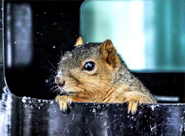  A squirrel pops its head out of a trashcan with snow on its nose. 