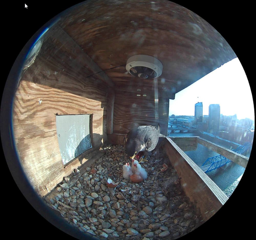 Peregrine falcon chicks hatched at Eberhard Center.