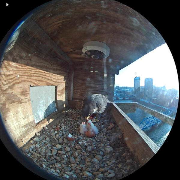 Peregrine falcon chicks hatched at Eberhard Center.