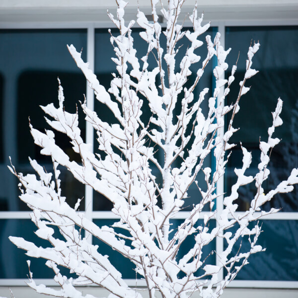 A photo of a snowy tree on campus.
