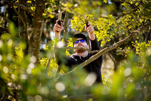 A person uses loppers to prune a tree. 