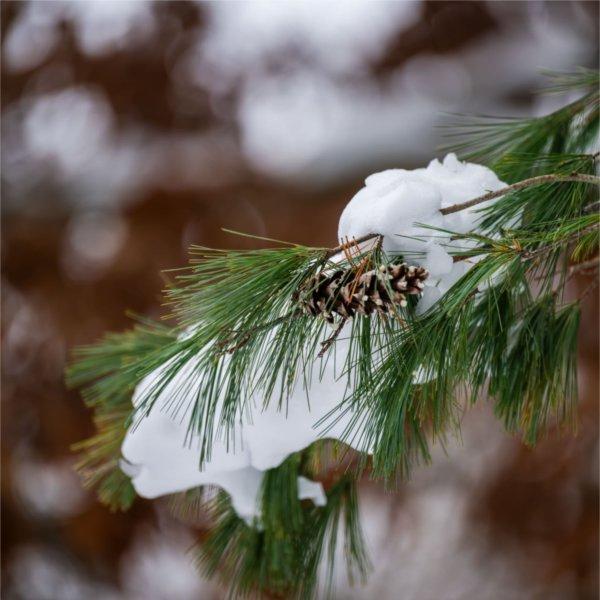 Snow sits on top of pine tree branches.