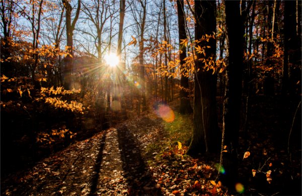 The sun shining through the trees in the ravines.