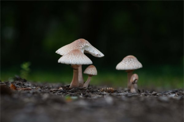 White mushrooms peek up from the earth. 