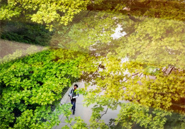  A student walks underneath a canopy of changing leaves on a college campus. 