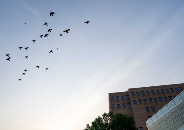  Birds fly over a college campus building. 