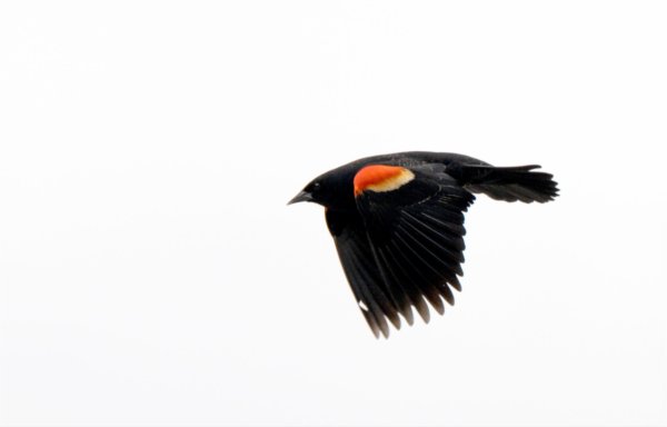 A red-winged blackbird takes flight outside of Eberhard Center on the City Campus April 15.
