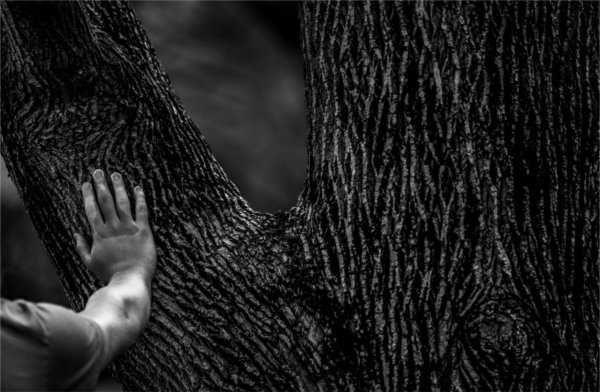  A hand rests on the trunk of a tree. 