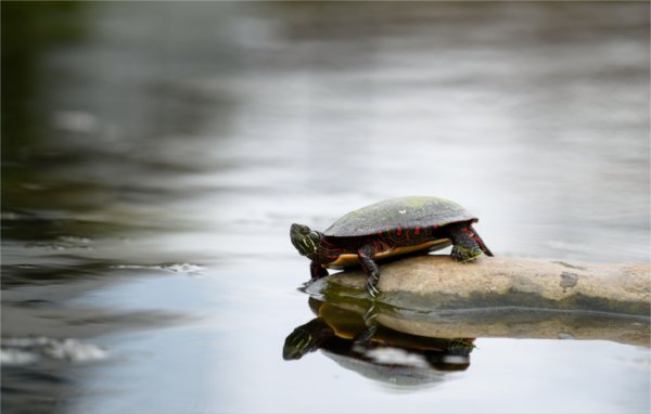  A painted turtle is reflected in a body of water as it sits on a rock. 