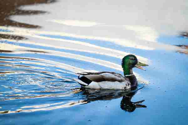 A duck is shown floating on top of moving blue water.