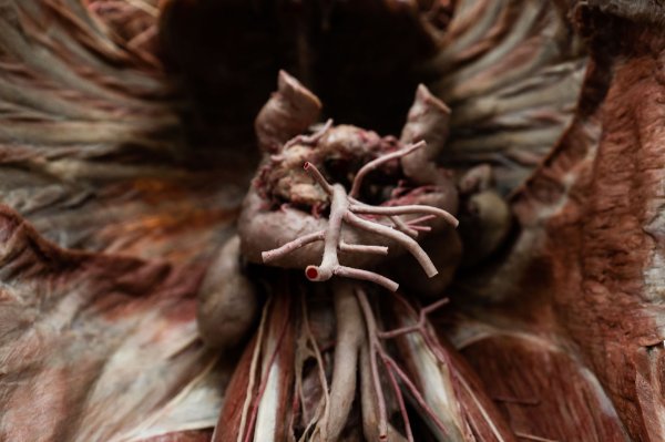 A close up shows the detail and texture of a plastinated heart 