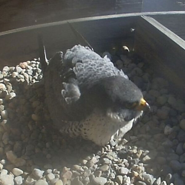 Two peregrine falcons are currently using a nest box installed at the Eberhard Center in 2009 as a breeding nest.