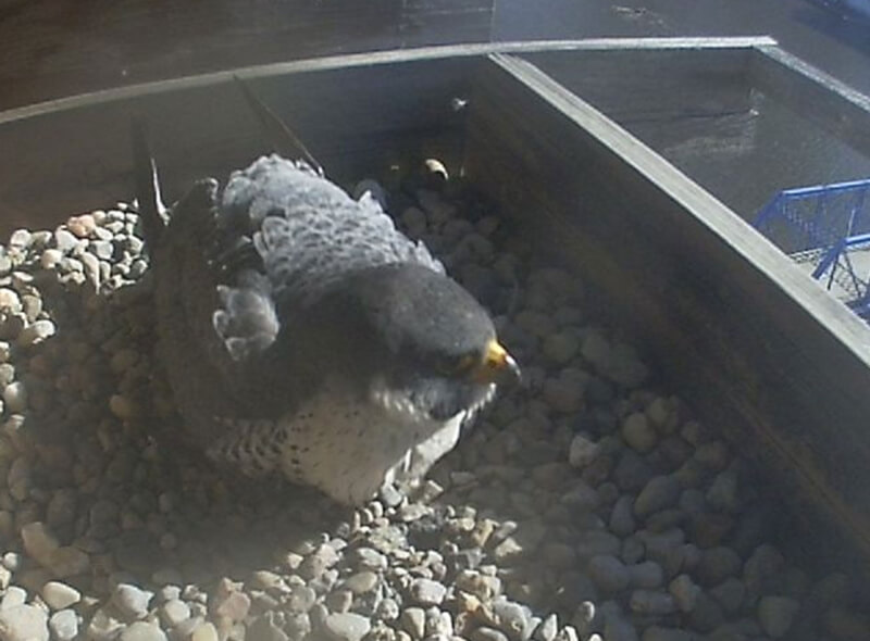 Two peregrine falcons are currently using a nest box installed at the Eberhard Center in 2009 as a breeding nest.