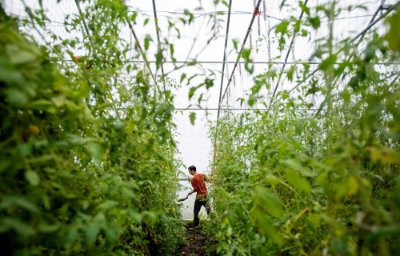 A man in an orange shirt harvests tomatoes in a greenhouse.