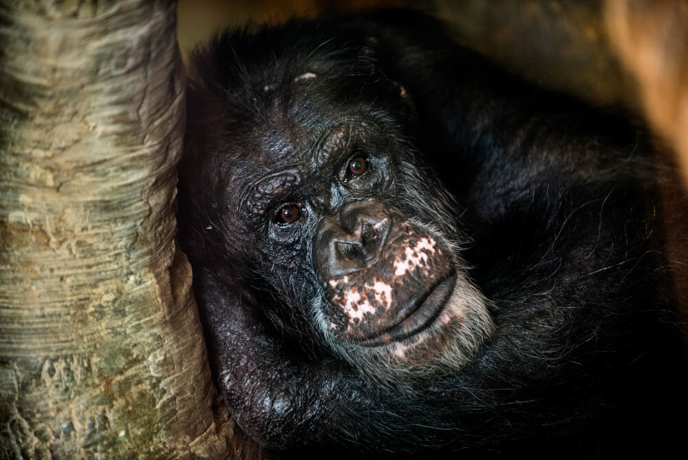 A chimpanzee at John Ball Zoo