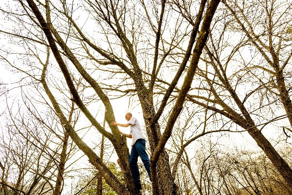 A man climbs a tree on a sunny early spring day. 