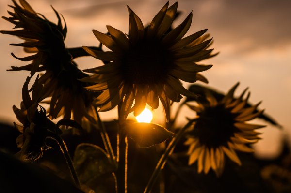 Sunflowers in shadow with a sunset behind them.