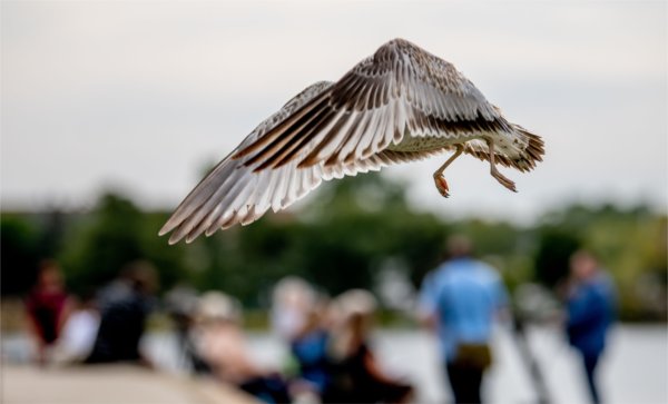 A bird's large wings shield its face as it takes flight.