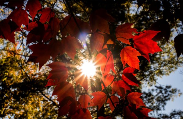 Sunlight shining through red tree leaves.