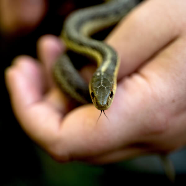 This Eastern garter snake was an early find in the outdoor lab. 