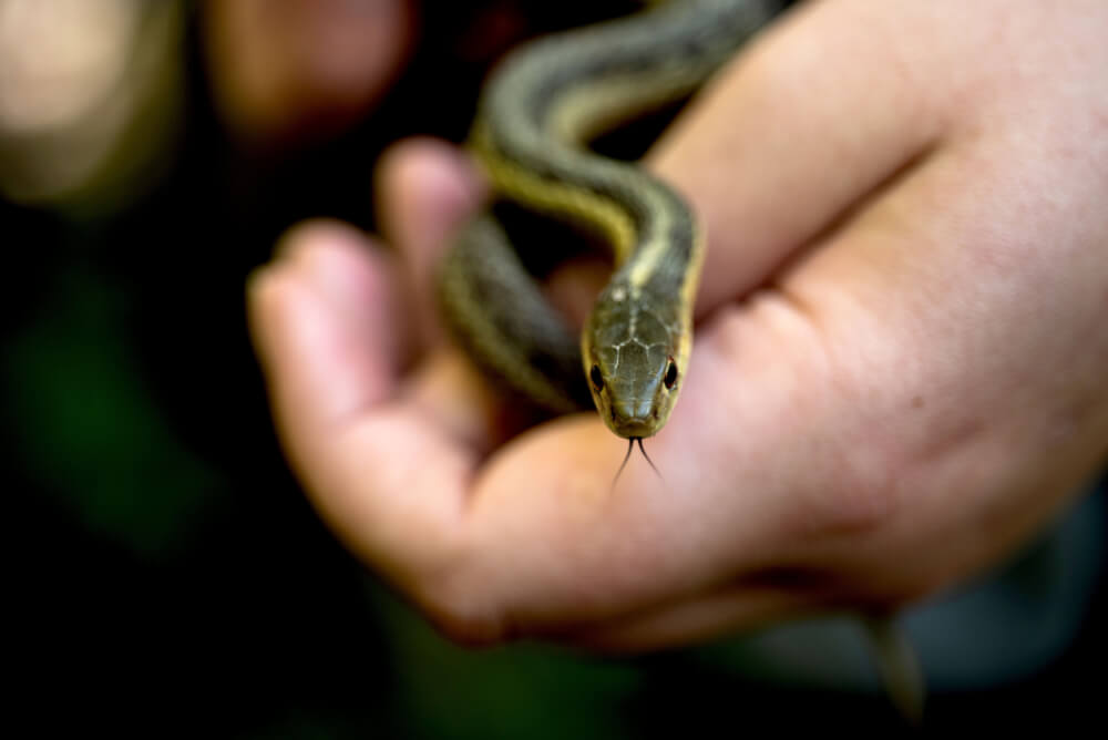 This Eastern garter snake was an early find in the outdoor lab. 