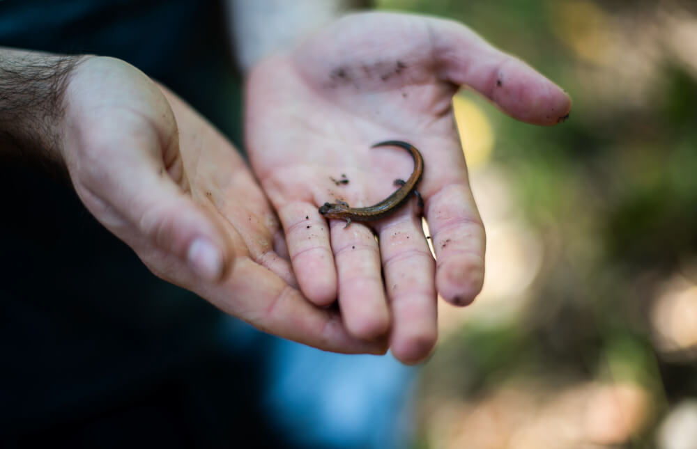A red-backed salamander was an early discovery during this class and a common find.