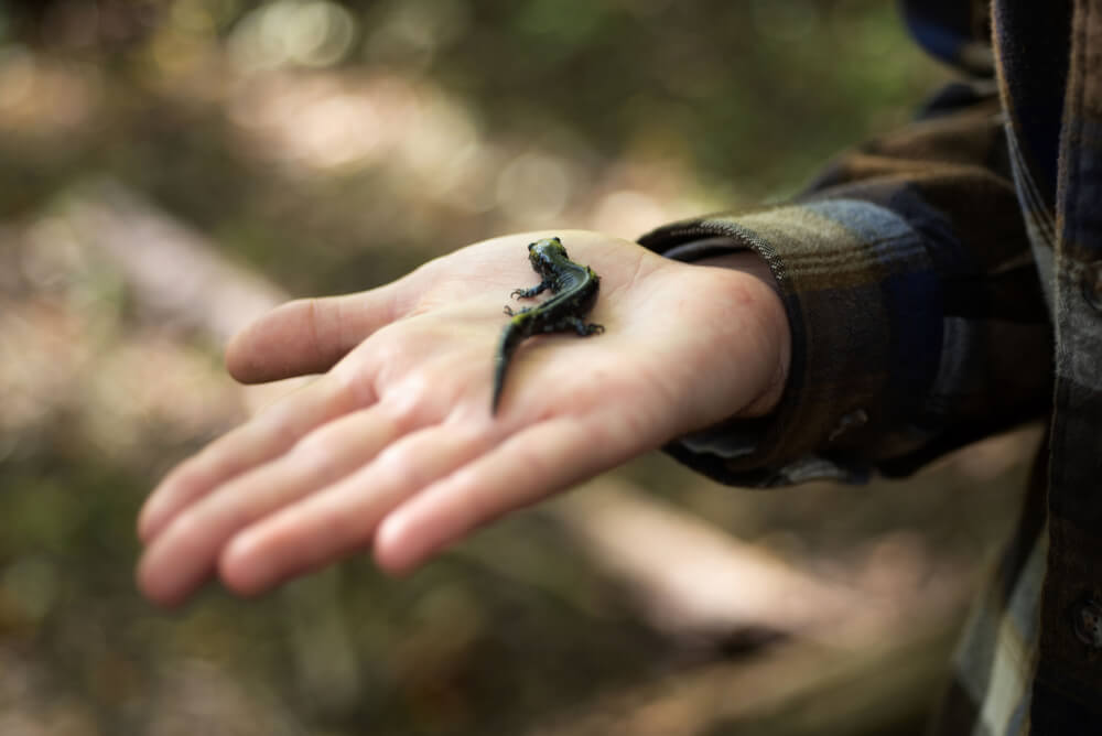 Blue-spotted salamanders were a bit unusual to see, said Jennifer Moore, assistant professor of biology. She explained that most of the time, what observers are seeing ar all-female populations, called unisexuals, that are essentially clones of themselves