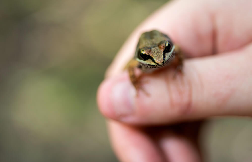 This is a wood frog, which freezes solid to endure the cold temperatures, according to Jennifer Moore, assistant professor of biology.