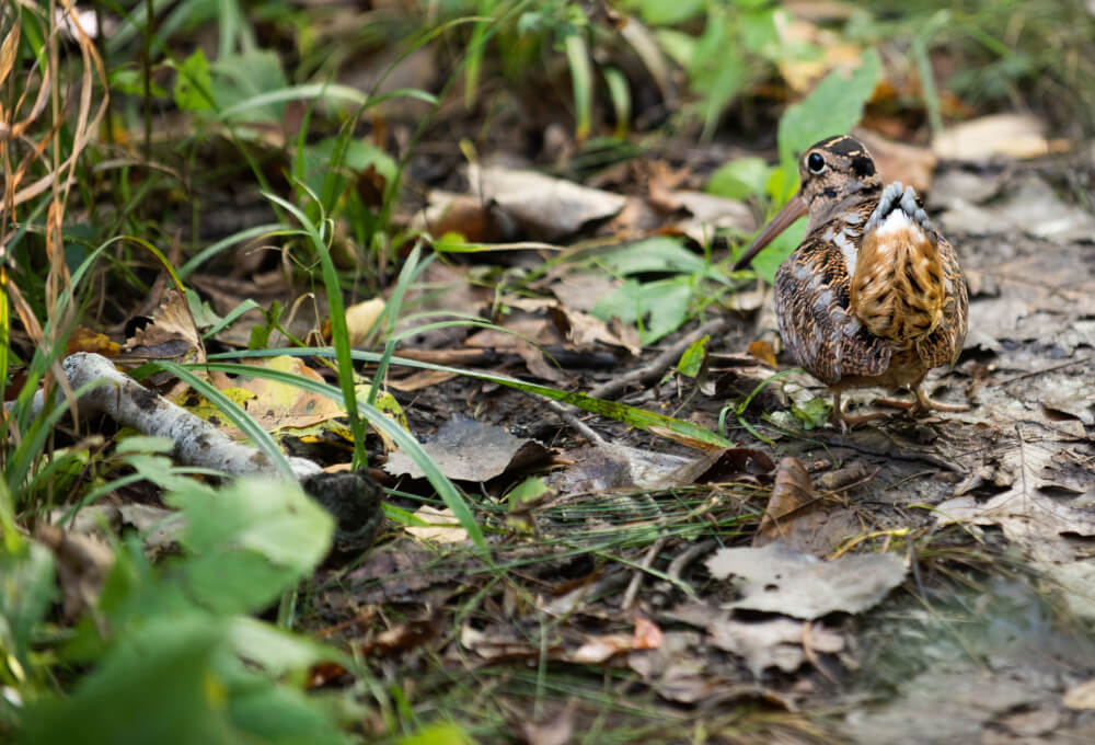 This woodcock, which was likely migrating, was unusual to find, said Jennifer Moore, assistant professor of biology. Moore added that this is "technically a reptile, evolutionarily speaking."