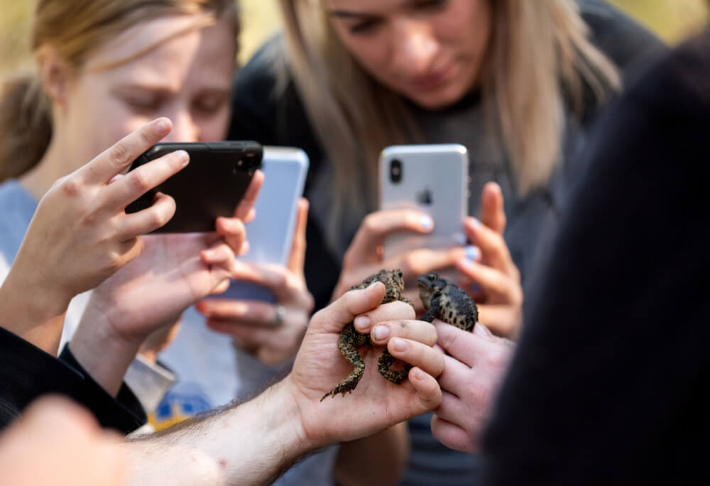 Camera phones are always at the ready during the outdoor lab to capture images of creatures such as these American toads.