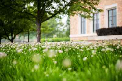 Flowers bloom on the lawn in front of the L. William Seidman Center in downtown Grand Rapids.
