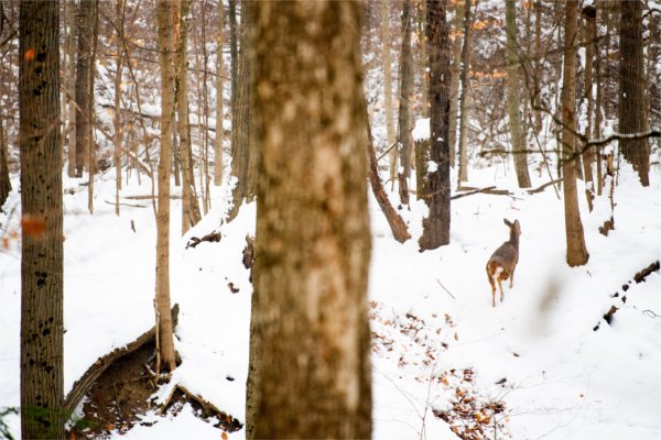 A deer runs through the snow surrounded by trees.