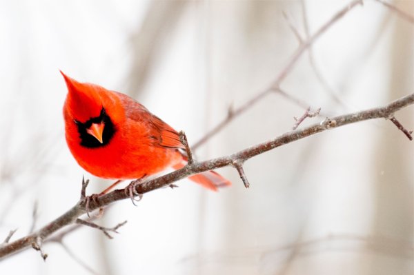 A bright red cardinal perches on a tree branch.