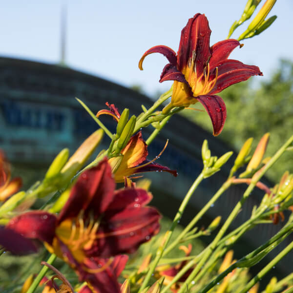 flower garden in front of Grand Valley arch