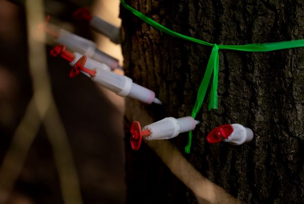 A tree with a green ribbon wrapped around it and injection syringes pushed into the bark.