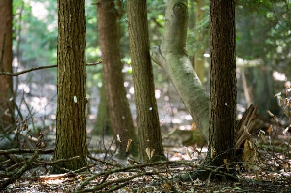 The lower half of several hemlock trees in a forest.